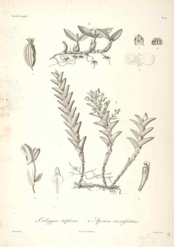 Reproducción/Reproduction 48347050891: Voyage autour du monde :. Paris :Arthus Bertrand,1825-1830 [i.e. 1838]. 