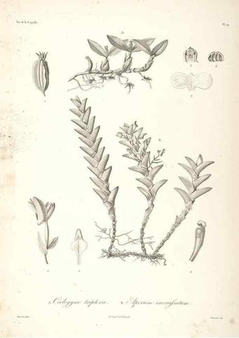 Reproducción/Reproduction 48347050891: Voyage autour du monde :. Paris :Arthus Bertrand,1825-1830 [i.e. 1838]. 