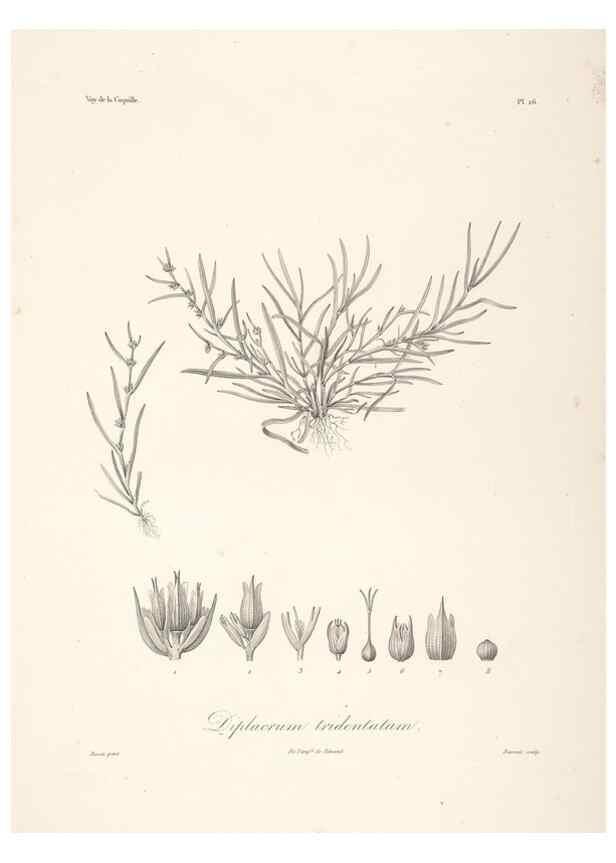 Reproducción/Reproduction 48347044221: Voyage autour du monde :. Paris :Arthus Bertrand,1825-1830 [i.e. 1838]. 
