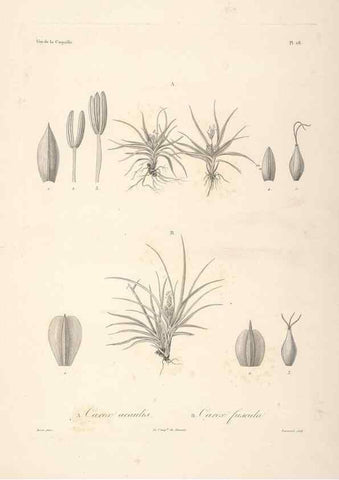 Reproducción/Reproduction 48347045231: Voyage autour du monde :. Paris :Arthus Bertrand,1825-1830 [i.e. 1838]. 