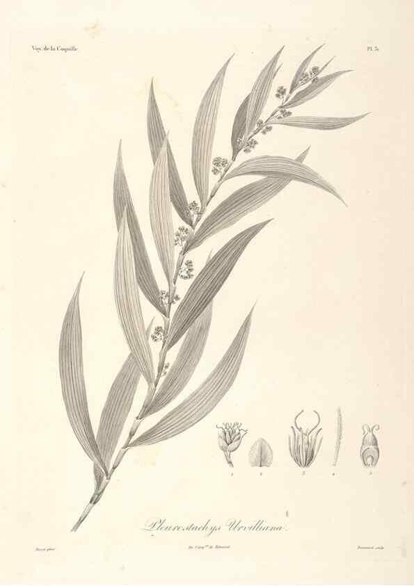 Reproducción/Reproduction 48347184642: Voyage autour du monde :. Paris :Arthus Bertrand,1825-1830 [i.e. 1838]. 