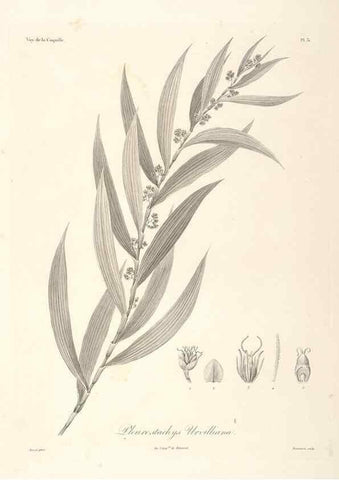 Reproducción/Reproduction 48347184642: Voyage autour du monde :. Paris :Arthus Bertrand,1825-1830 [i.e. 1838]. 