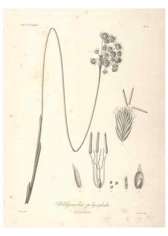 Reproducción/Reproduction 48347047036: Voyage autour du monde :. Paris :Arthus Bertrand,1825-1830 [i.e. 1838]. 