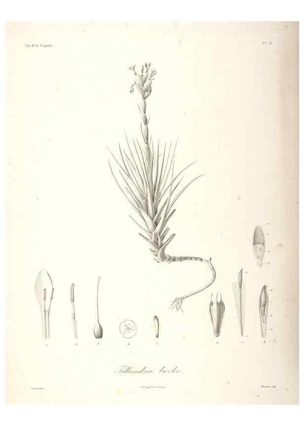Reproducción/Reproduction 48347048646: Voyage autour du monde :. Paris :Arthus Bertrand,1825-1830 [i.e. 1838]. 