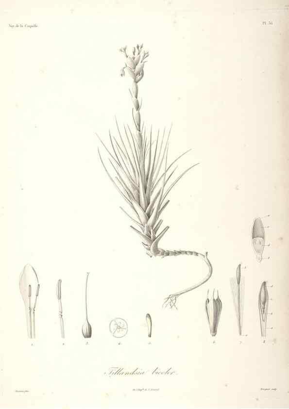 Reproducción/Reproduction 48347048646: Voyage autour du monde :. Paris :Arthus Bertrand,1825-1830 [i.e. 1838]. 