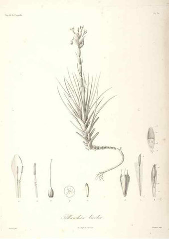 Reproducción/Reproduction 48347048646: Voyage autour du monde :. Paris :Arthus Bertrand,1825-1830 [i.e. 1838]. 