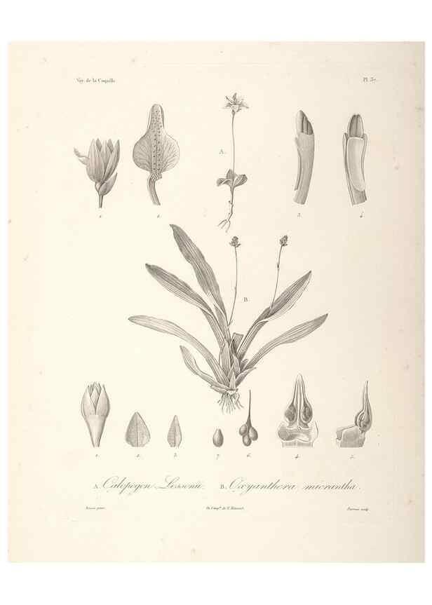 Reproducción/Reproduction 48347187082: Voyage autour du monde :. Paris :Arthus Bertrand,1825-1830 [i.e. 1838]. 
