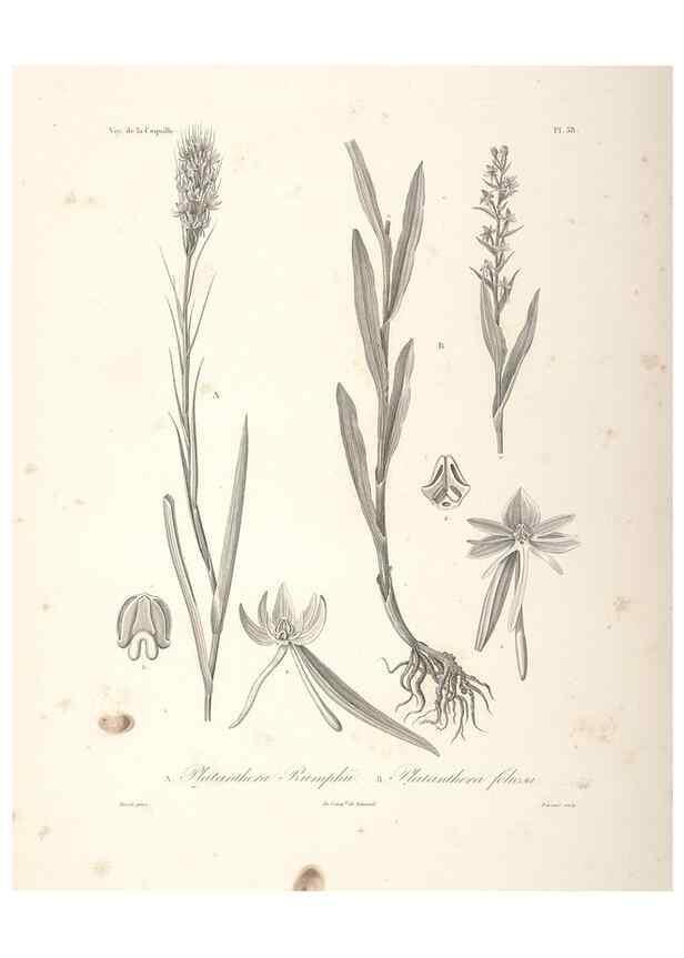 Reproducción/Reproduction 48347049336: Voyage autour du monde :. Paris :Arthus Bertrand,1825-1830 [i.e. 1838]. 