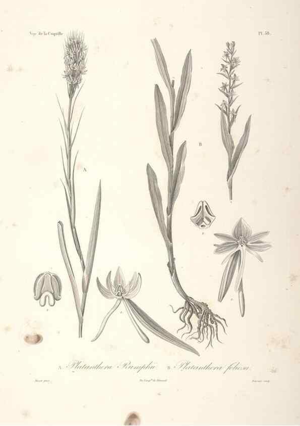 Reproducción/Reproduction 48347049336: Voyage autour du monde :. Paris :Arthus Bertrand,1825-1830 [i.e. 1838]. 
