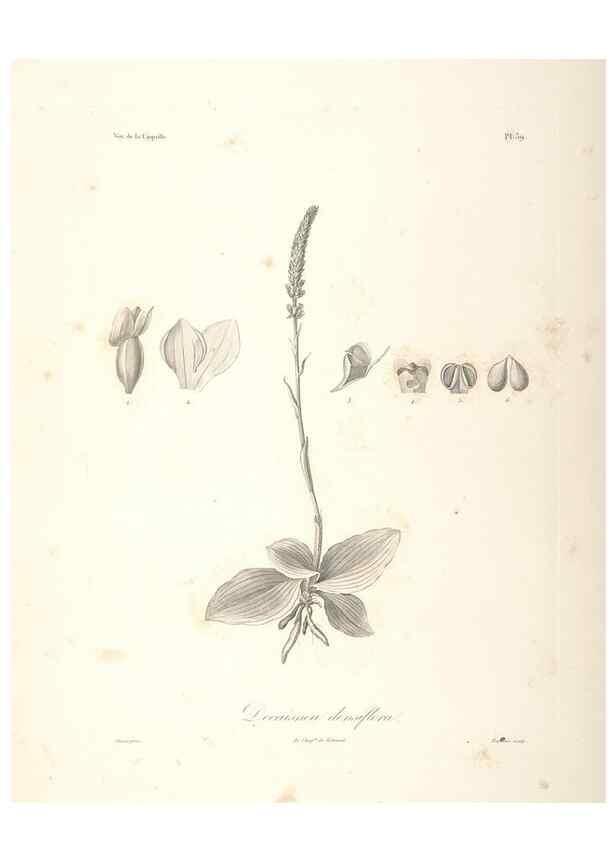 Reproducción/Reproduction 48347049721: Voyage autour du monde :. Paris :Arthus Bertrand,1825-1830 [i.e. 1838]. 