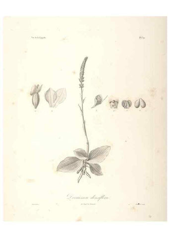 Reproducción/Reproduction 48347049721: Voyage autour du monde :. Paris :Arthus Bertrand,1825-1830 [i.e. 1838]. 
