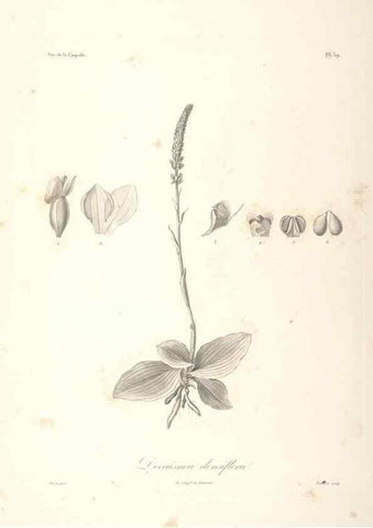 Reproducción/Reproduction 48347049721: Voyage autour du monde :. Paris :Arthus Bertrand,1825-1830 [i.e. 1838]. 