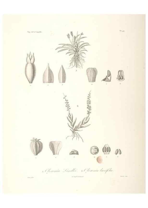 Reproducción/Reproduction 48347188252: Voyage autour du monde :. Paris :Arthus Bertrand,1825-1830 [i.e. 1838]. 