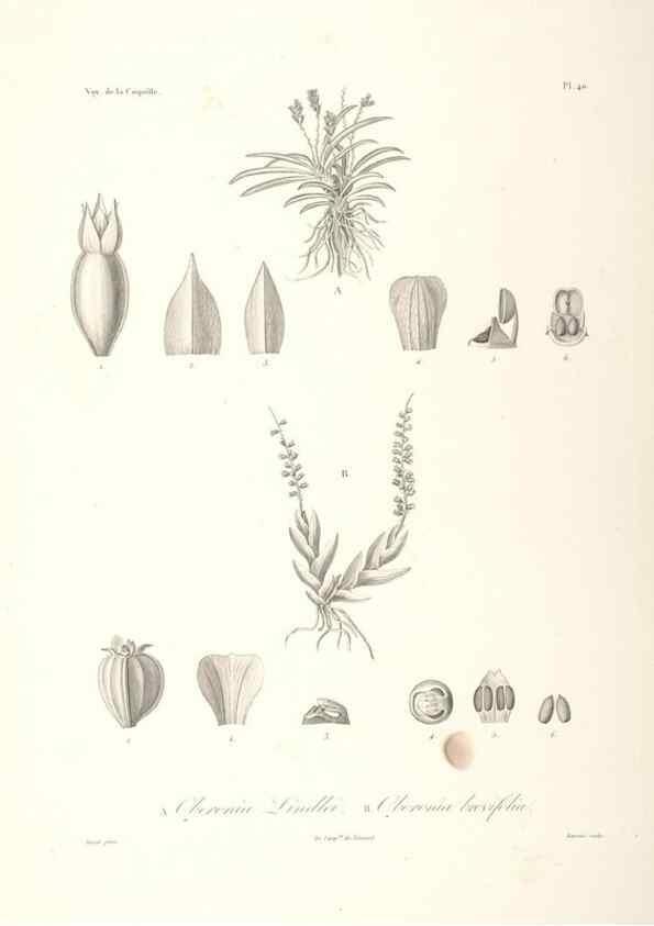 Reproducción/Reproduction 48347188252: Voyage autour du monde :. Paris :Arthus Bertrand,1825-1830 [i.e. 1838]. 