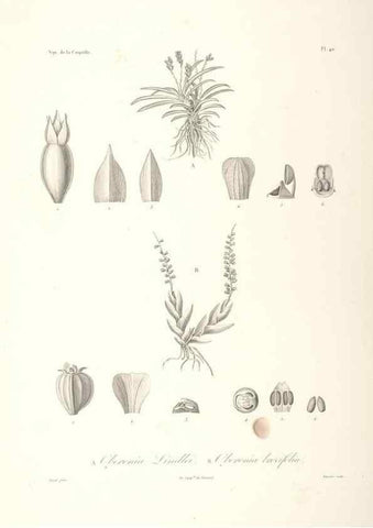 Reproducción/Reproduction 48347188252: Voyage autour du monde :. Paris :Arthus Bertrand,1825-1830 [i.e. 1838]. 
