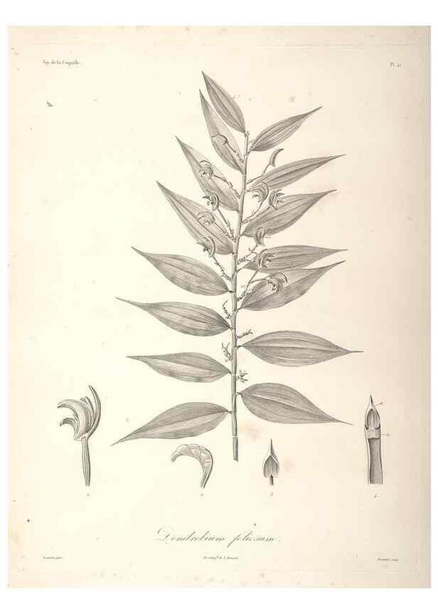Reproducción/Reproduction 48347050461: Voyage autour du monde :. Paris :Arthus Bertrand,1825-1830 [i.e. 1838]. 