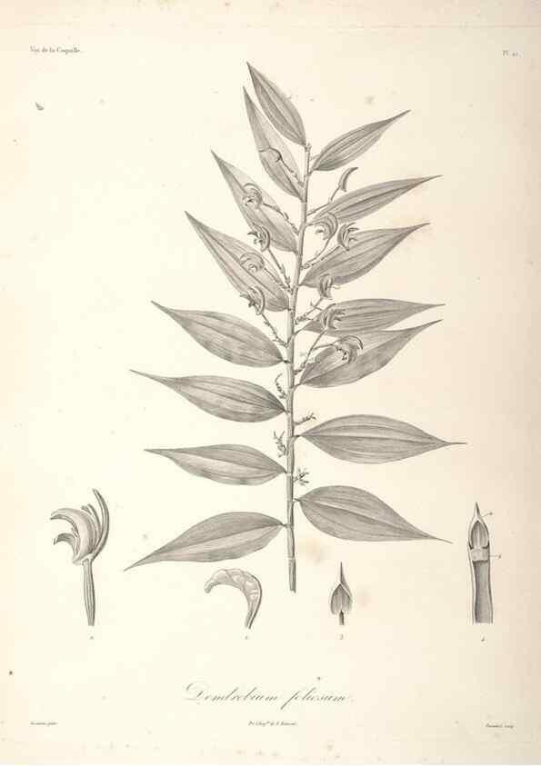 Reproducción/Reproduction 48347050461: Voyage autour du monde :. Paris :Arthus Bertrand,1825-1830 [i.e. 1838]. 