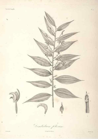 Reproducción/Reproduction 48347050461: Voyage autour du monde :. Paris :Arthus Bertrand,1825-1830 [i.e. 1838]. 