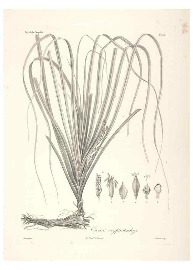 Reproducción/Reproduction 48347043651: Voyage autour du monde :. Paris :Arthus Bertrand,1825-1830 [i.e. 1838]. 