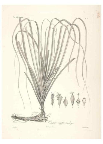Reproducción/Reproduction 48347043651: Voyage autour du monde :. Paris :Arthus Bertrand,1825-1830 [i.e. 1838]. 