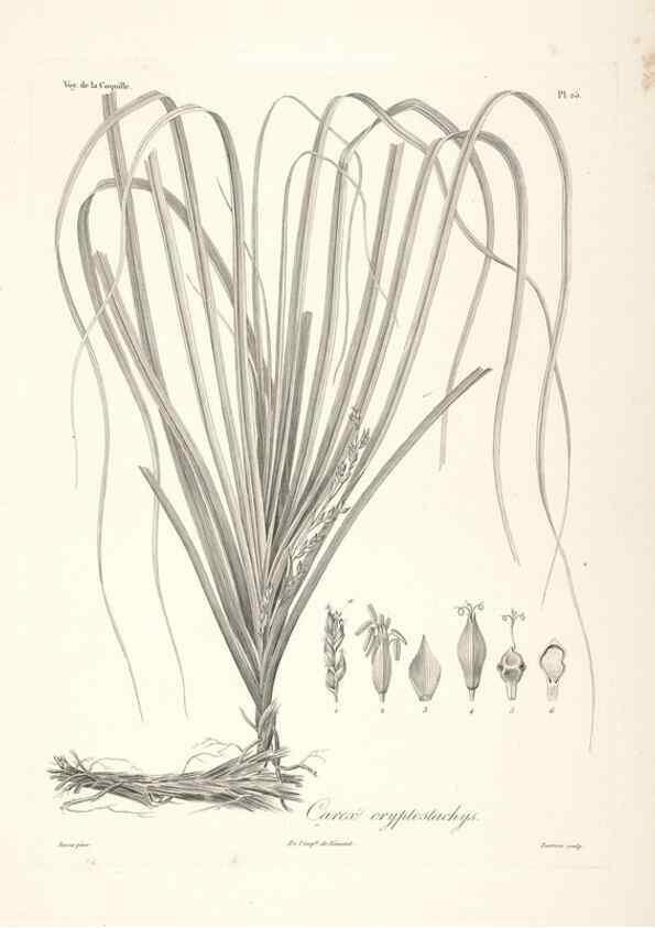 Reproducción/Reproduction 48347043651: Voyage autour du monde :. Paris :Arthus Bertrand,1825-1830 [i.e. 1838]. 