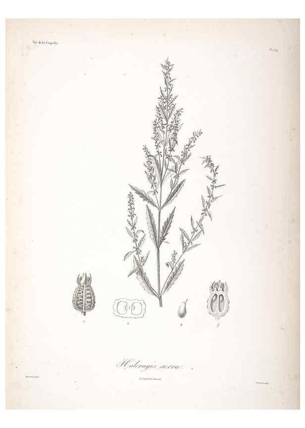 Reproducción/Reproduction 48347197537: Voyage autour du monde :. Paris :Arthus Bertrand,1825-1830 [i.e. 1838]. 