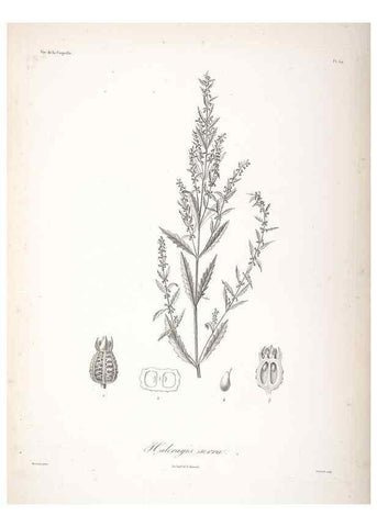 Reproducción/Reproduction 48347197537: Voyage autour du monde :. Paris :Arthus Bertrand,1825-1830 [i.e. 1838]. 
