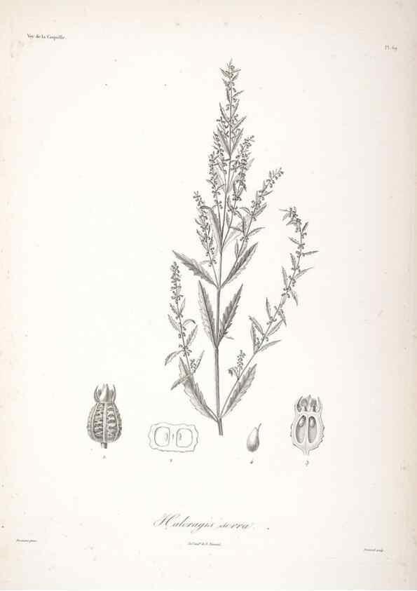Reproducción/Reproduction 48347197537: Voyage autour du monde :. Paris :Arthus Bertrand,1825-1830 [i.e. 1838]. 