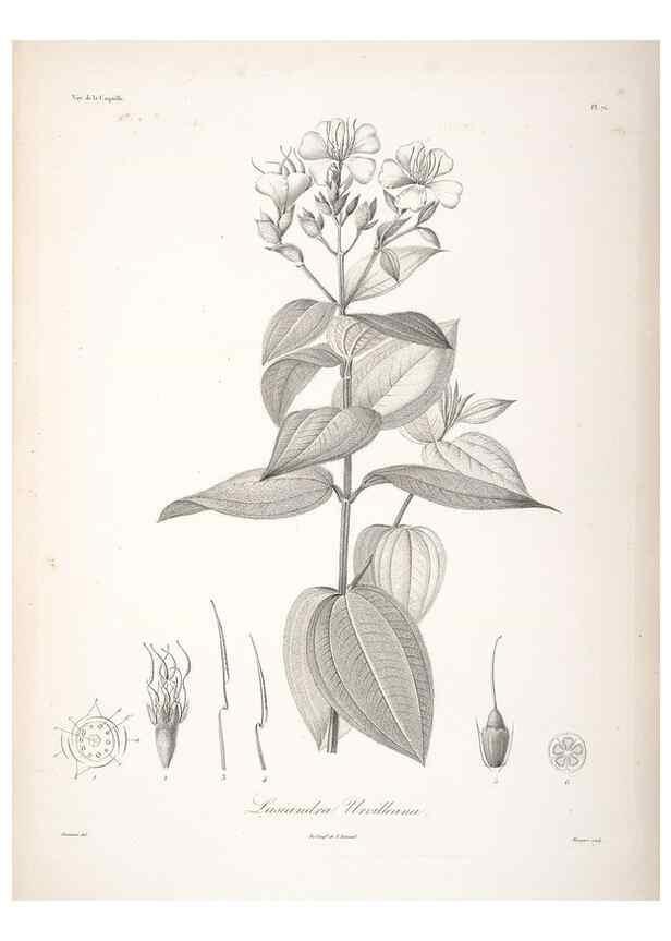 Reproducción/Reproduction 48347198357: Voyage autour du monde :. Paris :Arthus Bertrand,1825-1830 [i.e. 1838]. 