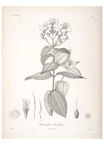 Reproducción/Reproduction 48347198357: Voyage autour du monde :. Paris :Arthus Bertrand,1825-1830 [i.e. 1838]. 