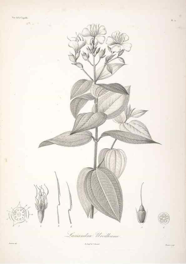 Reproducción/Reproduction 48347198357: Voyage autour du monde :. Paris :Arthus Bertrand,1825-1830 [i.e. 1838]. 