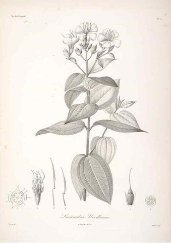 Reproducción/Reproduction 48347198357: Voyage autour du monde :. Paris :Arthus Bertrand,1825-1830 [i.e. 1838]. 