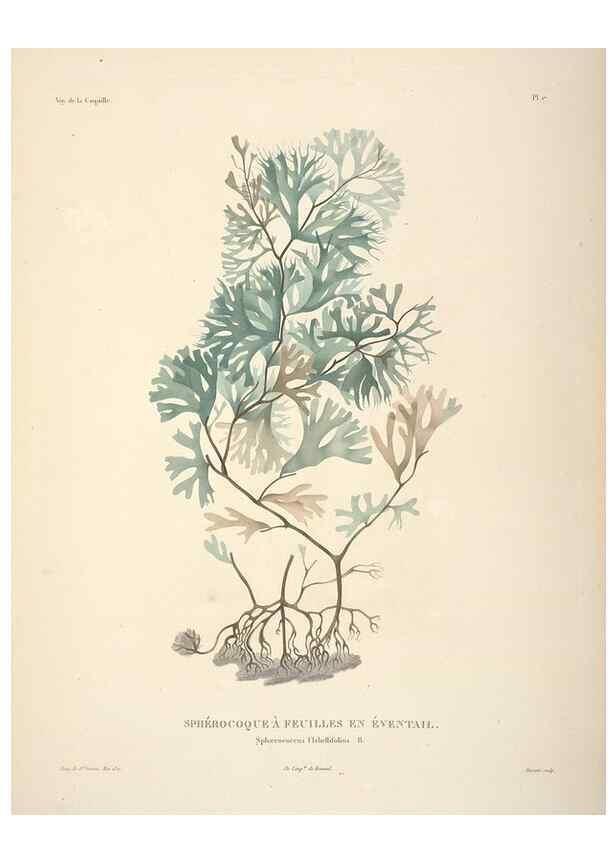 Reproducción/Reproduction 48347209082: Voyage autour du monde :. Paris :Arthus Bertrand,1825-1830 [i.e. 1838]. 