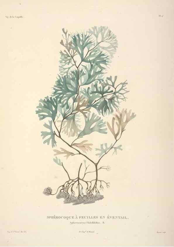 Reproducción/Reproduction 48347209082: Voyage autour du monde :. Paris :Arthus Bertrand,1825-1830 [i.e. 1838]. 