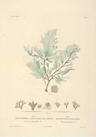 Reproducción/Reproduction 48347209597: Voyage autour du monde :. Paris :Arthus Bertrand,1825-1830 [i.e. 1838]. 
