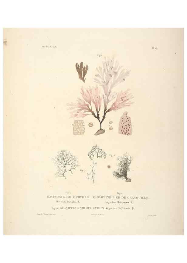 Reproducción/Reproduction 48347071961: Voyage autour du monde :. Paris :Arthus Bertrand,1825-1830 [i.e. 1838]. 
