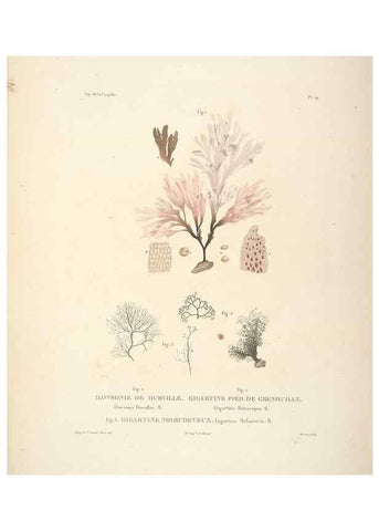 Reproducción/Reproduction 48347071961: Voyage autour du monde :. Paris :Arthus Bertrand,1825-1830 [i.e. 1838]. 