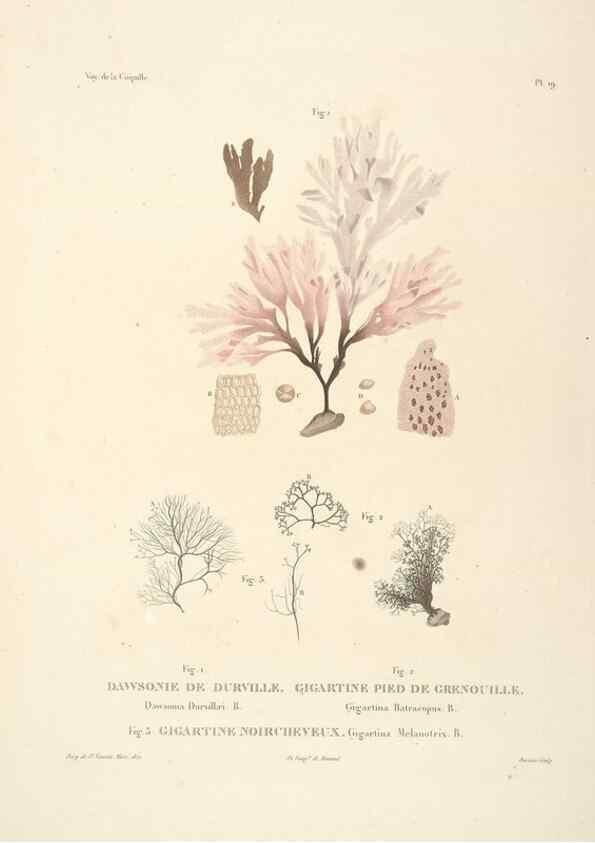 Reproducción/Reproduction 48347071961: Voyage autour du monde :. Paris :Arthus Bertrand,1825-1830 [i.e. 1838]. 
