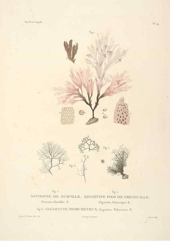 Reproducción/Reproduction 48347071961: Voyage autour du monde :. Paris :Arthus Bertrand,1825-1830 [i.e. 1838]. 