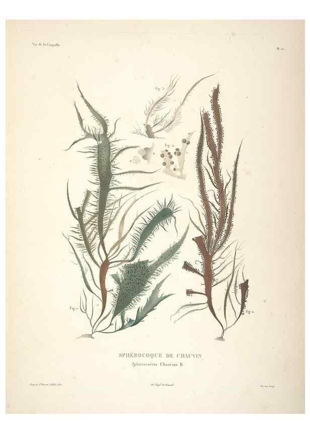 Reproducción/Reproduction 48347210632: Voyage autour du monde :. Paris :Arthus Bertrand,1825-1830 [i.e. 1838]. 