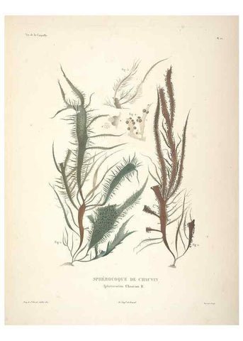 Reproducción/Reproduction 48347210632: Voyage autour du monde :. Paris :Arthus Bertrand,1825-1830 [i.e. 1838]. 
