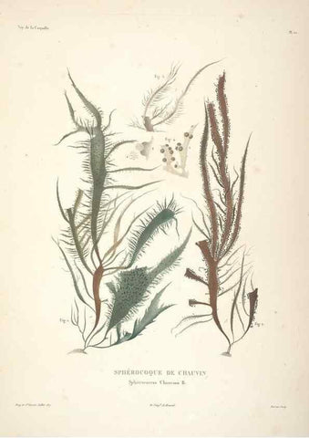 Reproducción/Reproduction 48347210632: Voyage autour du monde :. Paris :Arthus Bertrand,1825-1830 [i.e. 1838]. 