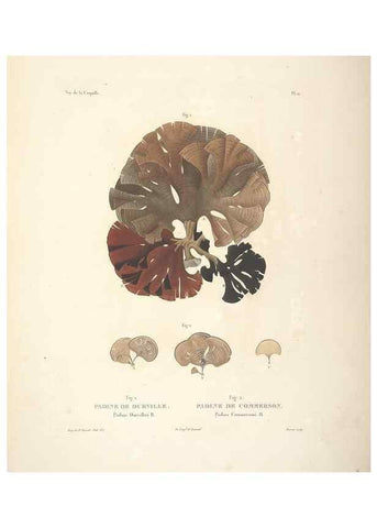 Reproducción/Reproduction 48347072931: Voyage autour du monde :. Paris :Arthus Bertrand,1825-1830 [i.e. 1838]. 