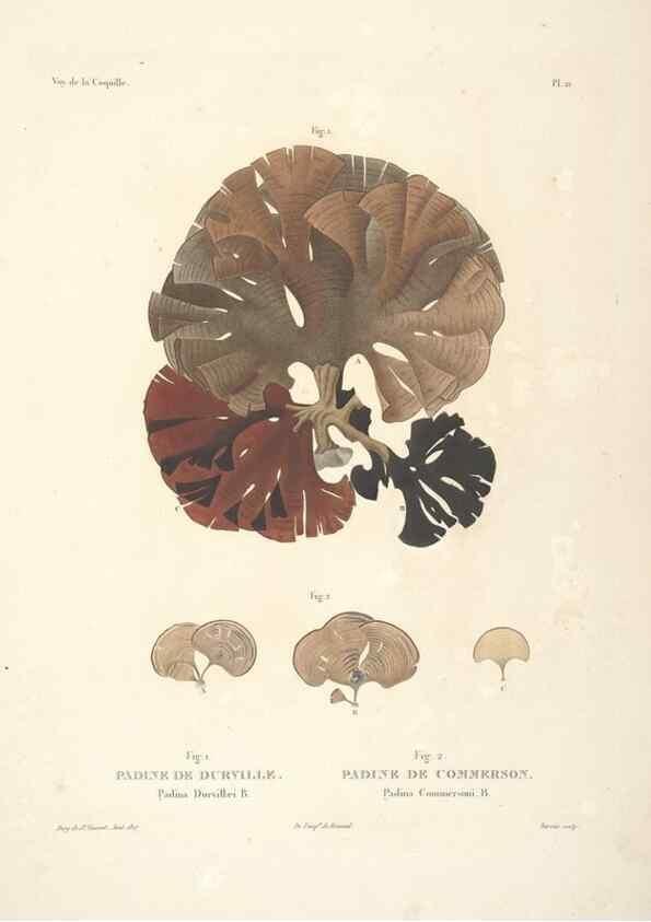 Reproducción/Reproduction 48347072931: Voyage autour du monde :. Paris :Arthus Bertrand,1825-1830 [i.e. 1838]. 