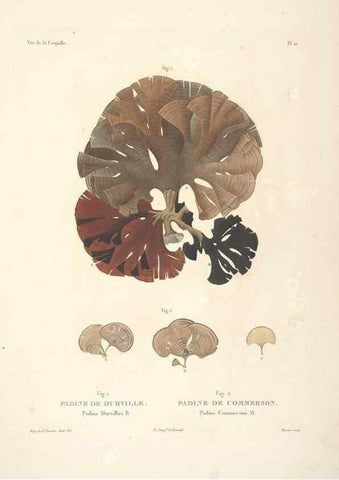 Reproducción/Reproduction 48347072931: Voyage autour du monde :. Paris :Arthus Bertrand,1825-1830 [i.e. 1838]. 
