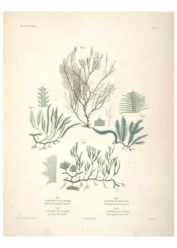 Reproducción/Reproduction 48347073611: Voyage autour du monde :. Paris :Arthus Bertrand,1825-1830 [i.e. 1838]. 