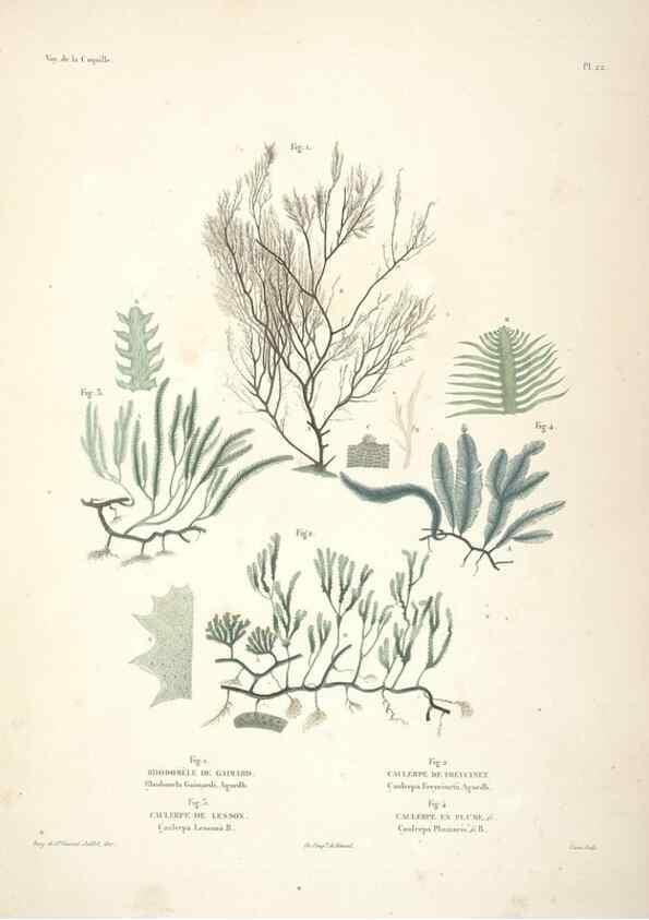 Reproducción/Reproduction 48347073611: Voyage autour du monde :. Paris :Arthus Bertrand,1825-1830 [i.e. 1838]. 