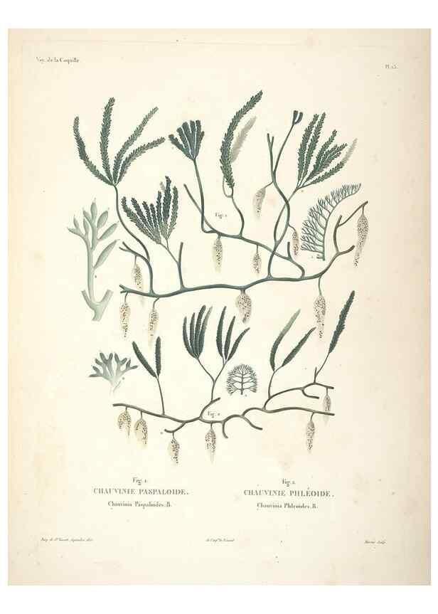 Reproducción/Reproduction 48347212202: Voyage autour du monde :. Paris :Arthus Bertrand,1825-1830 [i.e. 1838]. 