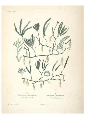 Reproducción/Reproduction 48347212202: Voyage autour du monde :. Paris :Arthus Bertrand,1825-1830 [i.e. 1838]. 