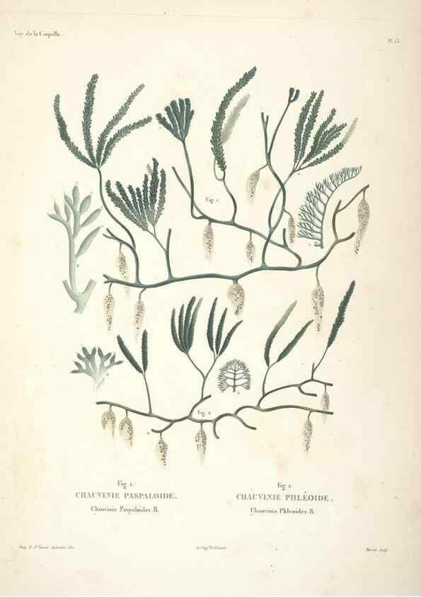 Reproducción/Reproduction 48347212202: Voyage autour du monde :. Paris :Arthus Bertrand,1825-1830 [i.e. 1838]. 